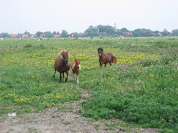 unsere Ponys
