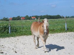 unsere Ponys