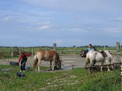 unsere Ponys