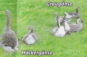 Graugnse + Hckergnse